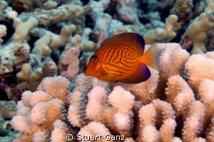 Juvenile Chevron Butterfly fish by Stuart Ganz 